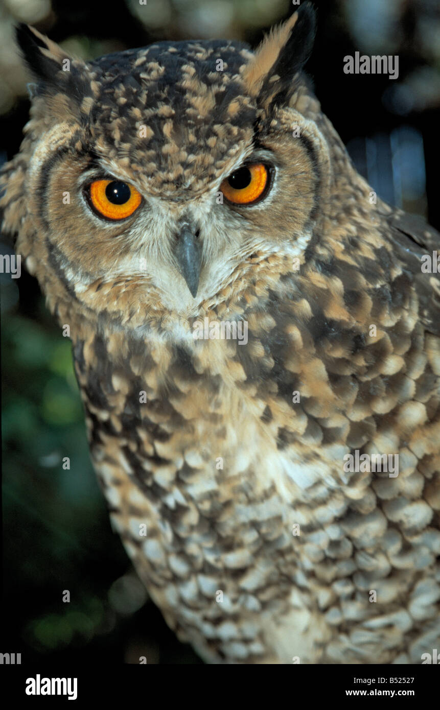 Cape Eagle Owl found only in the Western Cape South Africa Stock Photo