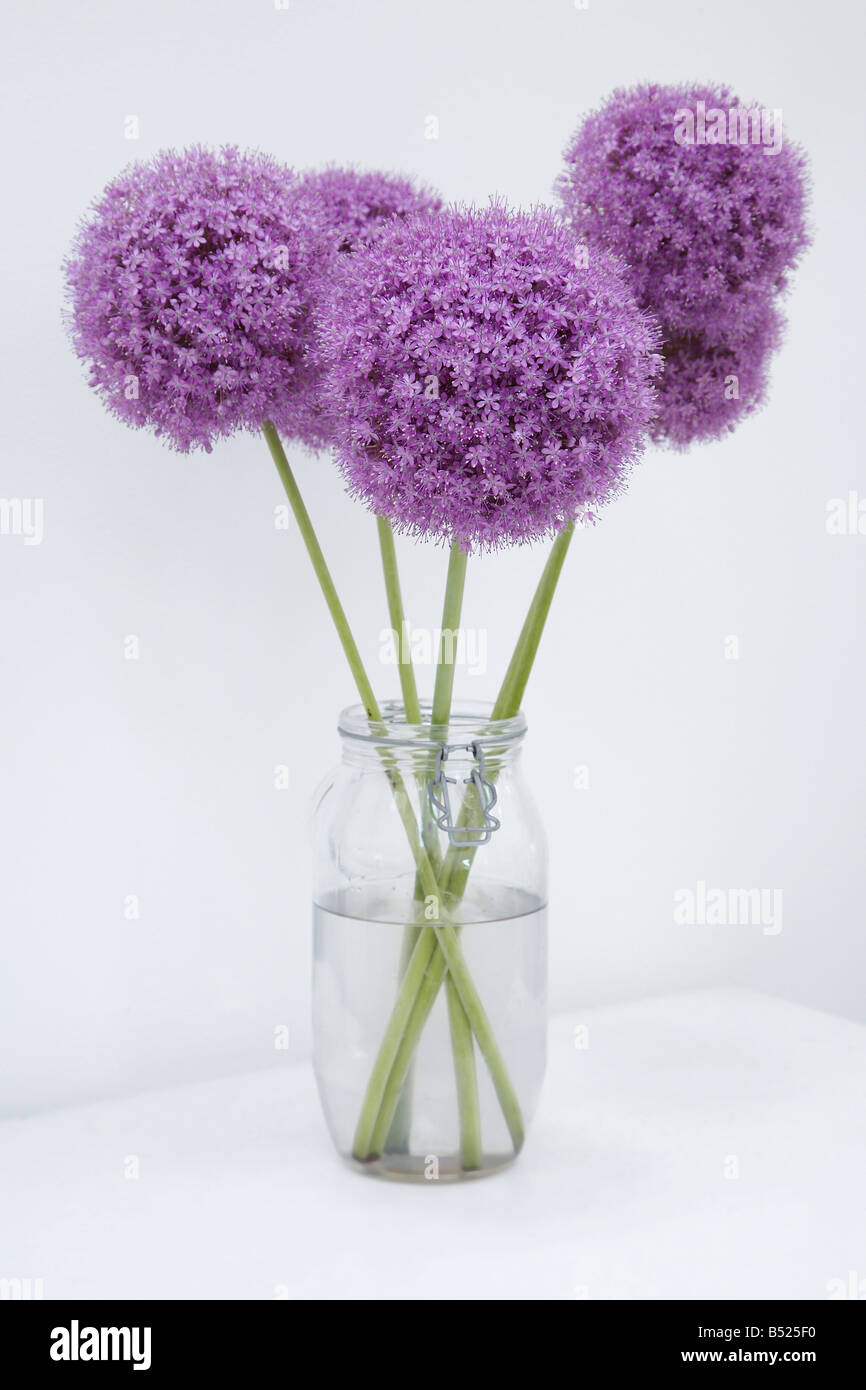 Four Purple Aliums in a Vase Stock Photo