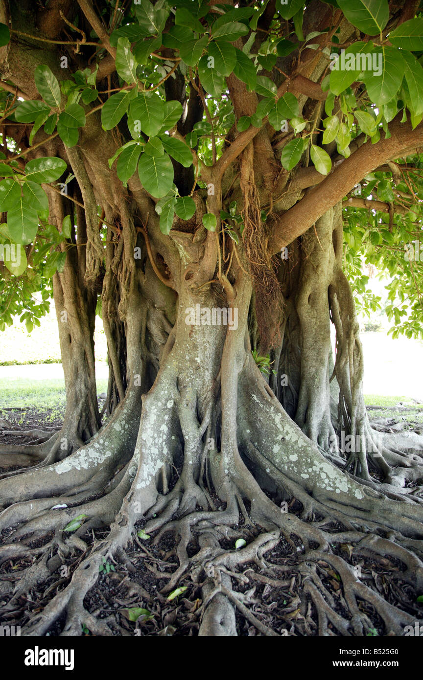 Shot Of A Large Banyan Tree In The Bermuda Botanical Gardens Stock