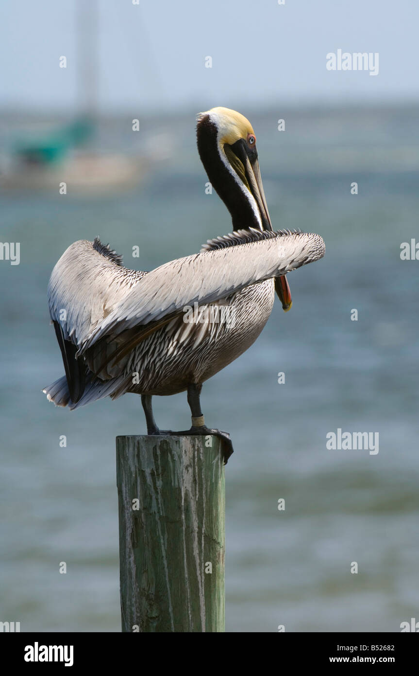 Brown pelican piling hi-res stock photography and images - Alamy