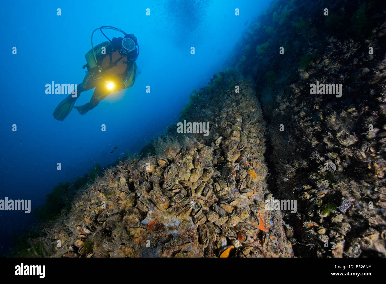 Blue Mussel Sport Ukraine Black Sea Filter Feeder Suspenion