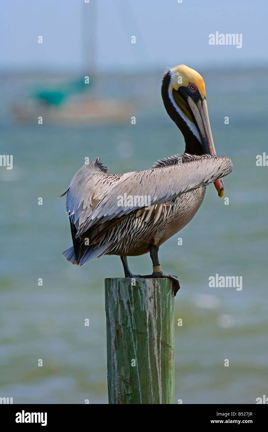 Brown Pelican sitting on a piling on the Atlantic Stock Photo Alamy