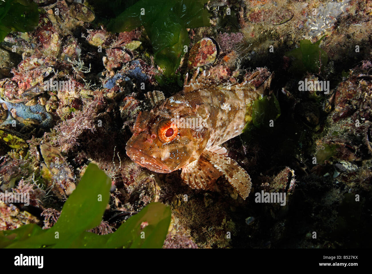 Scorpaena notata, Small red rockfish Stock Photo