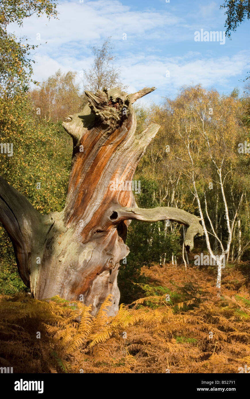 Old decayed oak in Sherwood Forest, Nottinghamshire. Stock Photo