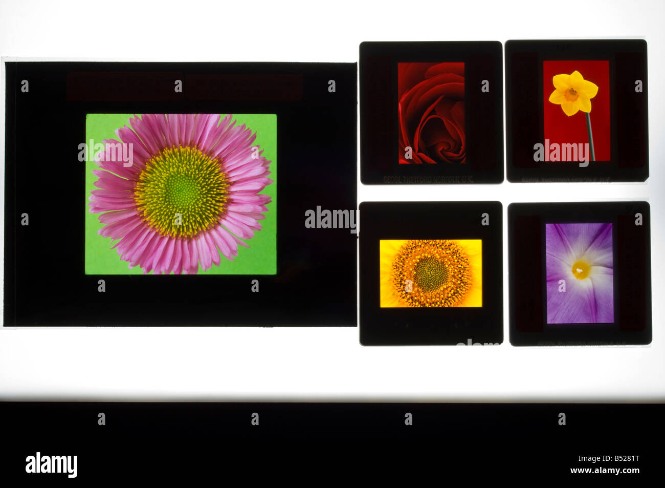Transparencies on a lightbox Stock Photo