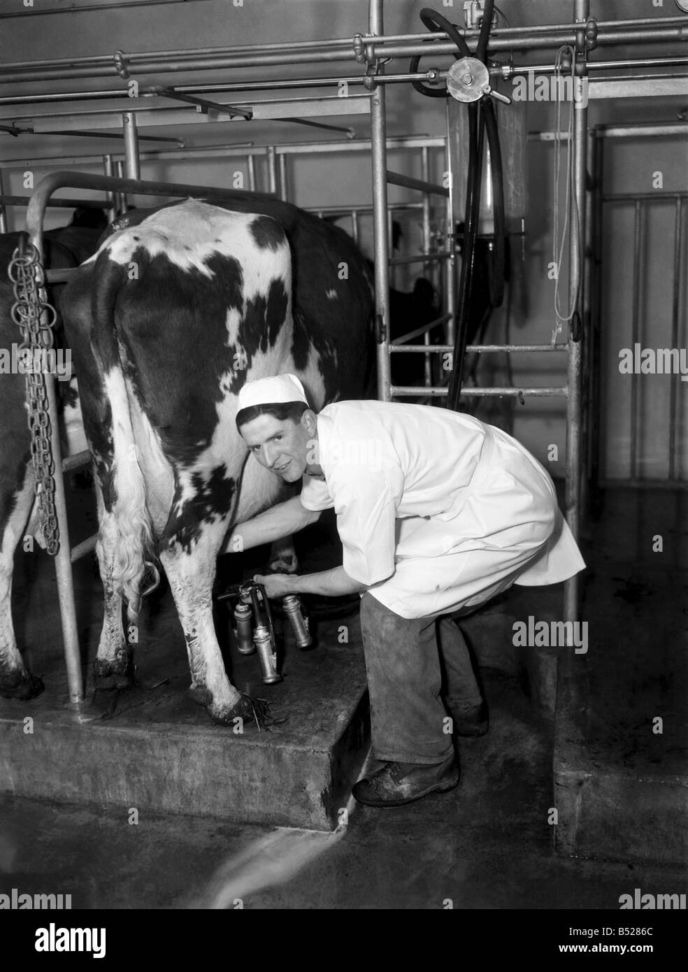 Herdsman David Worsley seen here in the milking parlour milking a cow. April 1953 D2109 Stock Photo