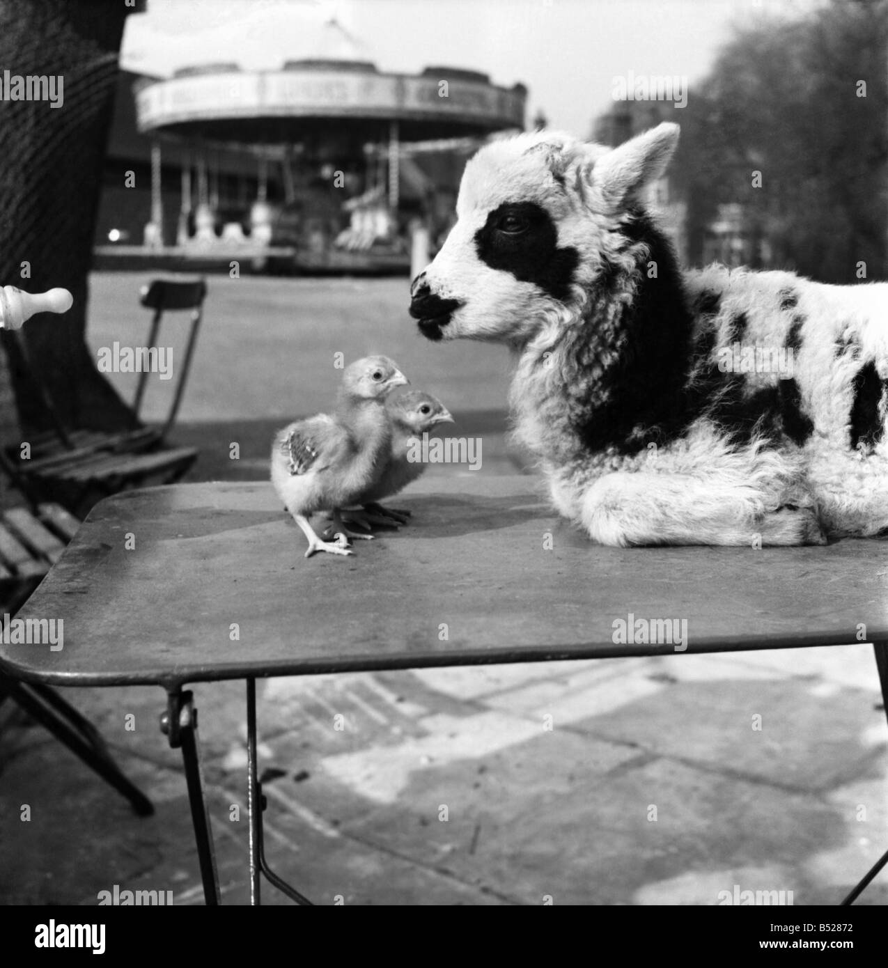 Chessington zoo 1950s hi-res stock photography and images - Alamy