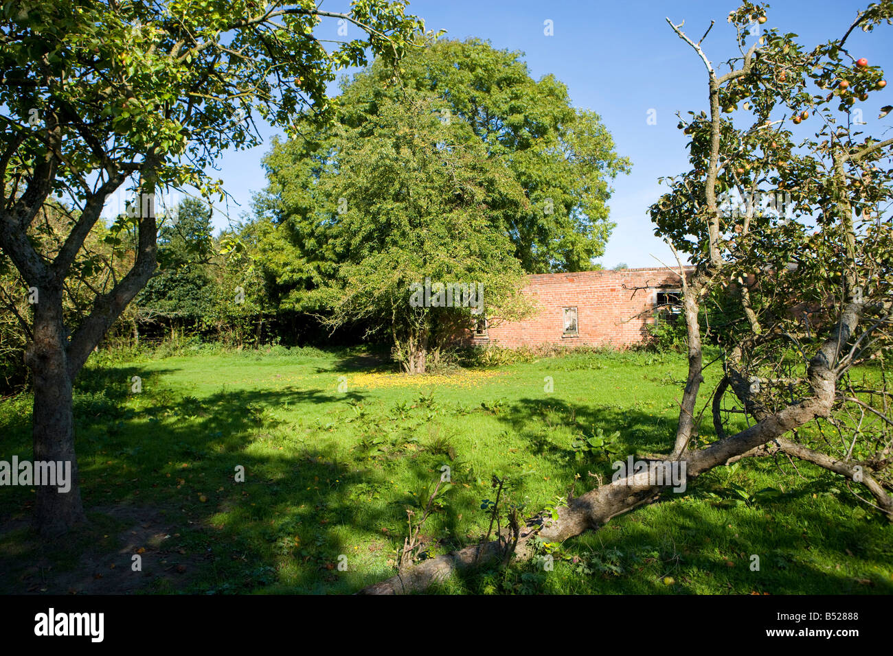 Old abandoned orchard with fruiting apple trees. Stock Photo