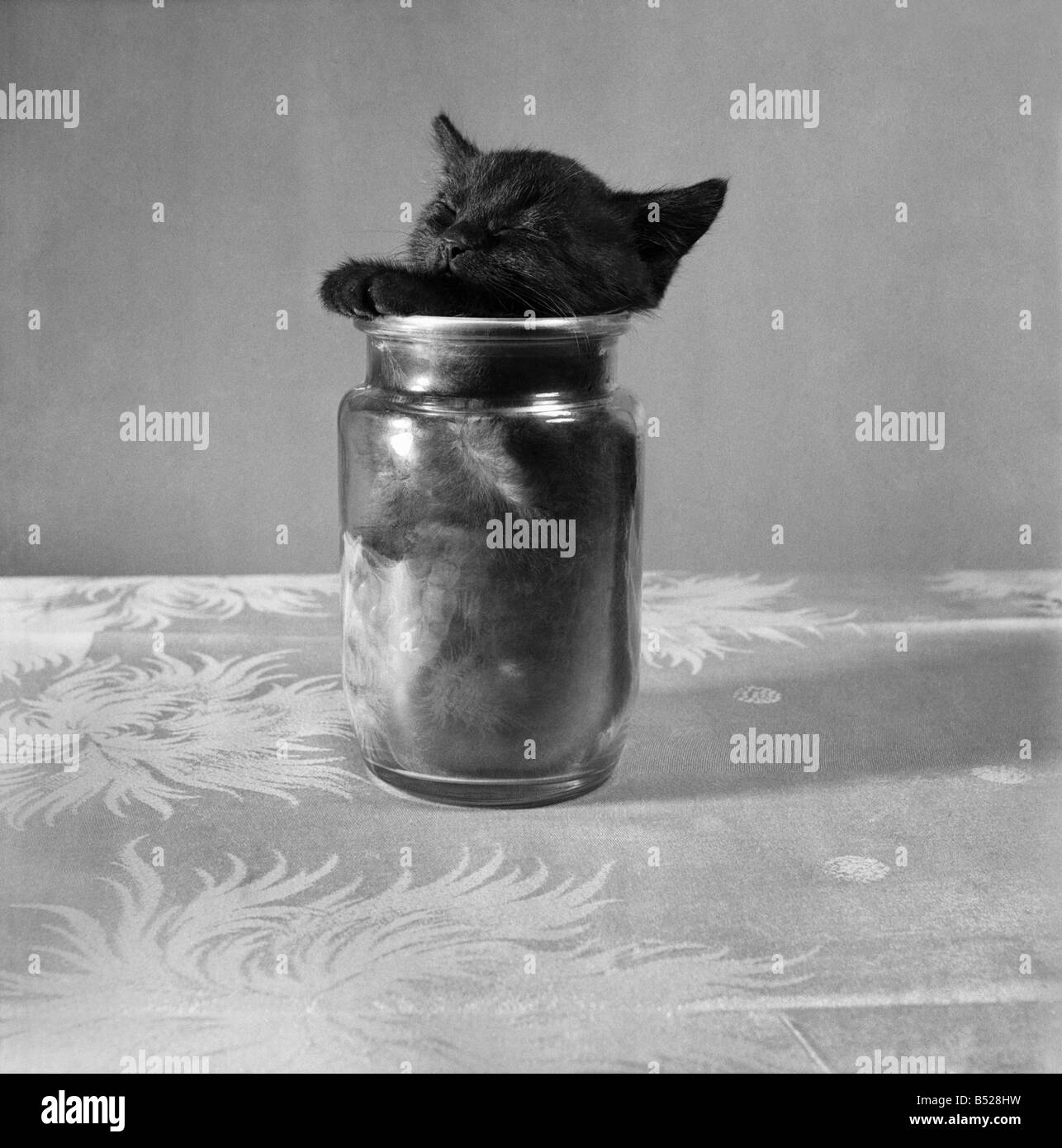 Kitten in cheap a jar