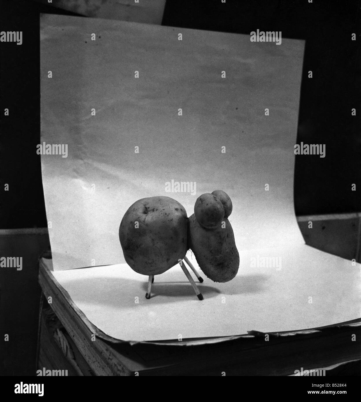 Potato shaped like a dog. January 1953 D486 Stock Photo - Alamy