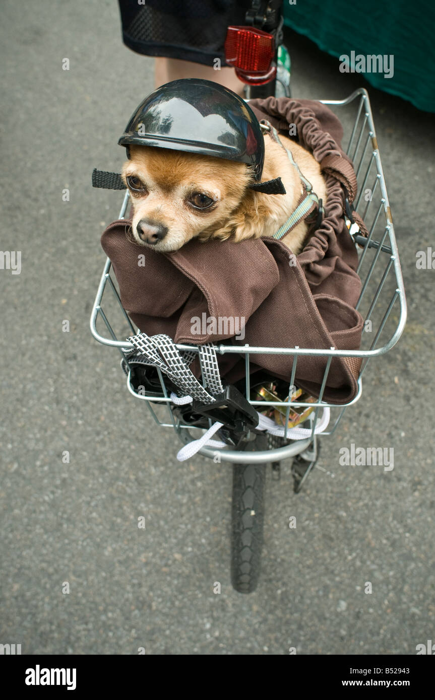 small chihuahua w helmet riding in bicycle wire basket Stock Photo