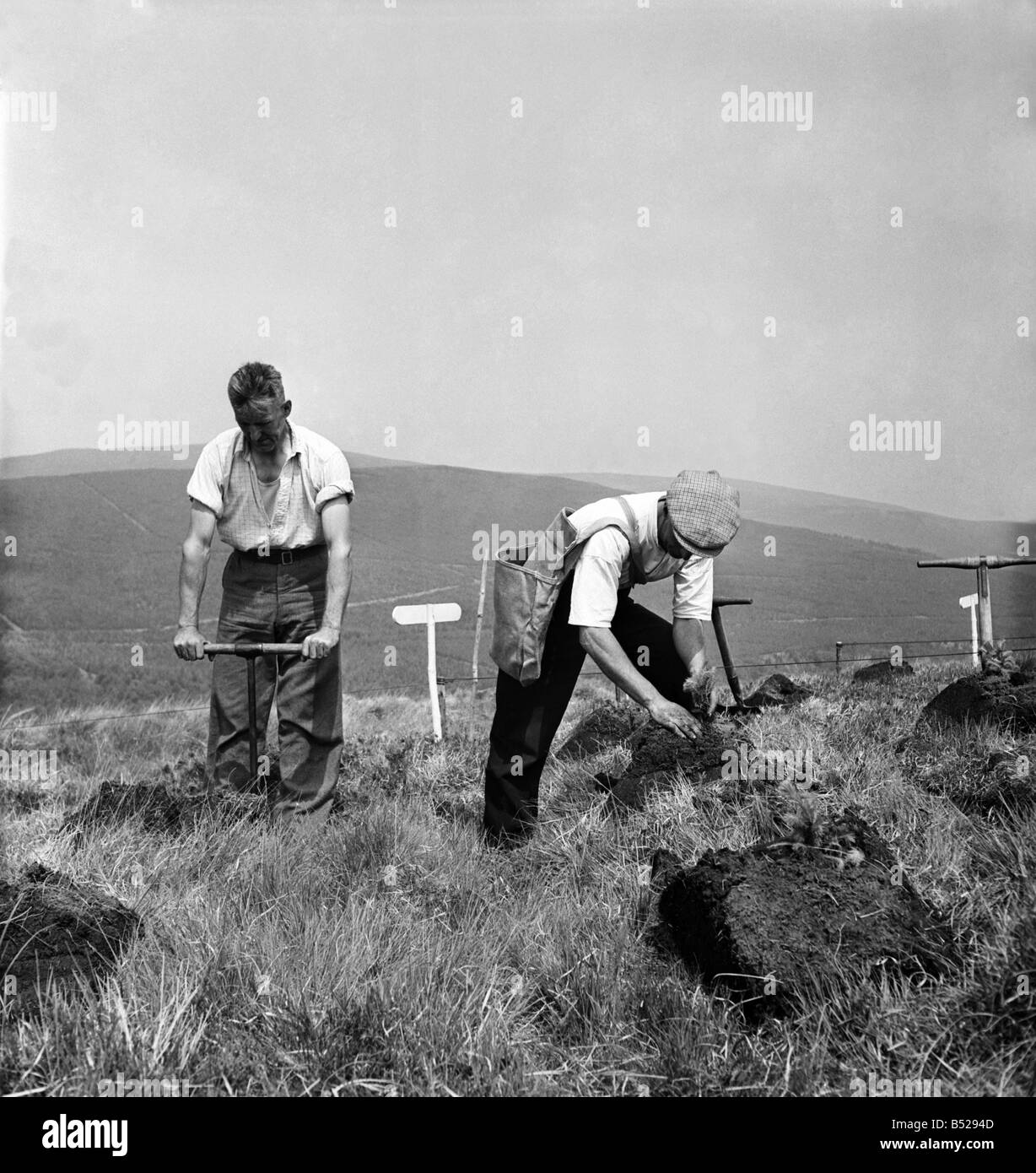 Lord Badner (Chairman of National Forest Committee) trying his hand at planting trees by hand for turning over the earth prior to planting the young spruce trees at Keilder forest. June 1950 O24464-001 Stock Photo
