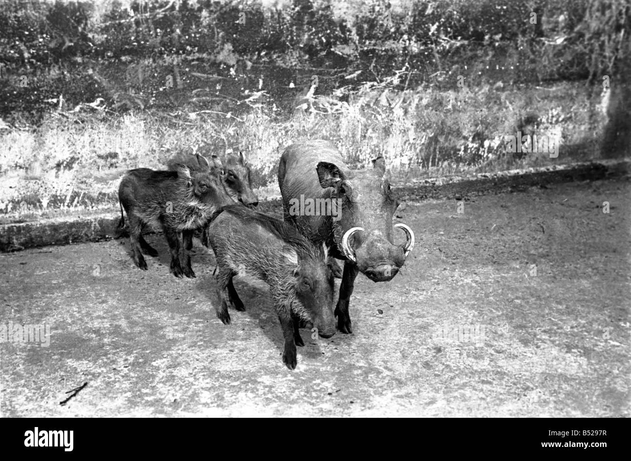 Zoo Animals. Warthogs with her young at London Zoo Circa January 1938 OL301-007 Stock Photo