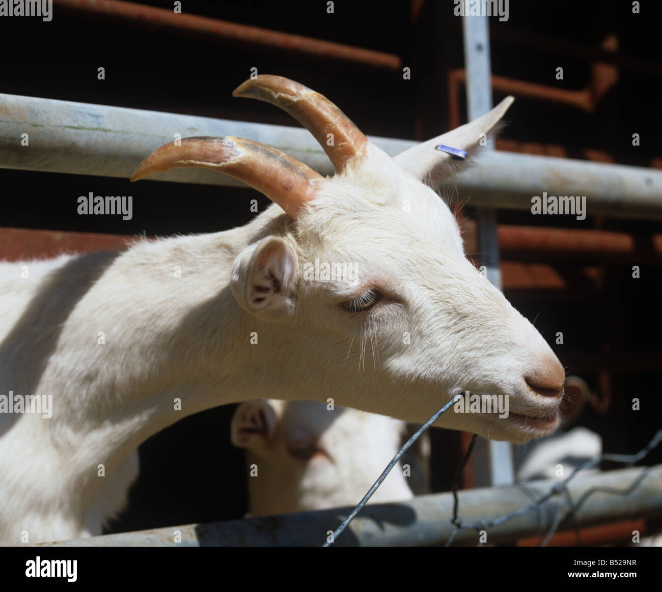 Saanen young billy goat chewing string in open ended house Somerset Stock Photo