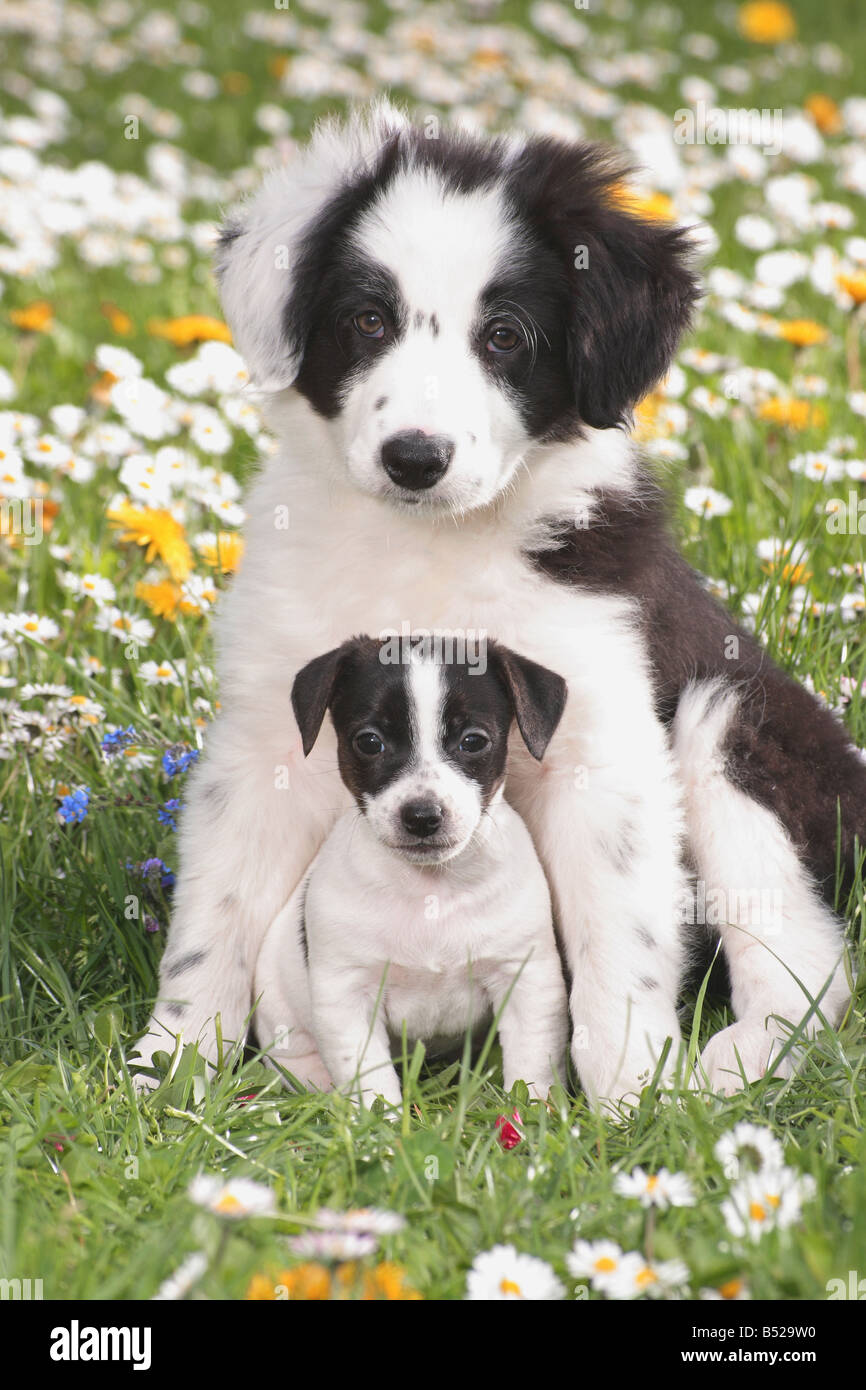 jack russell collie