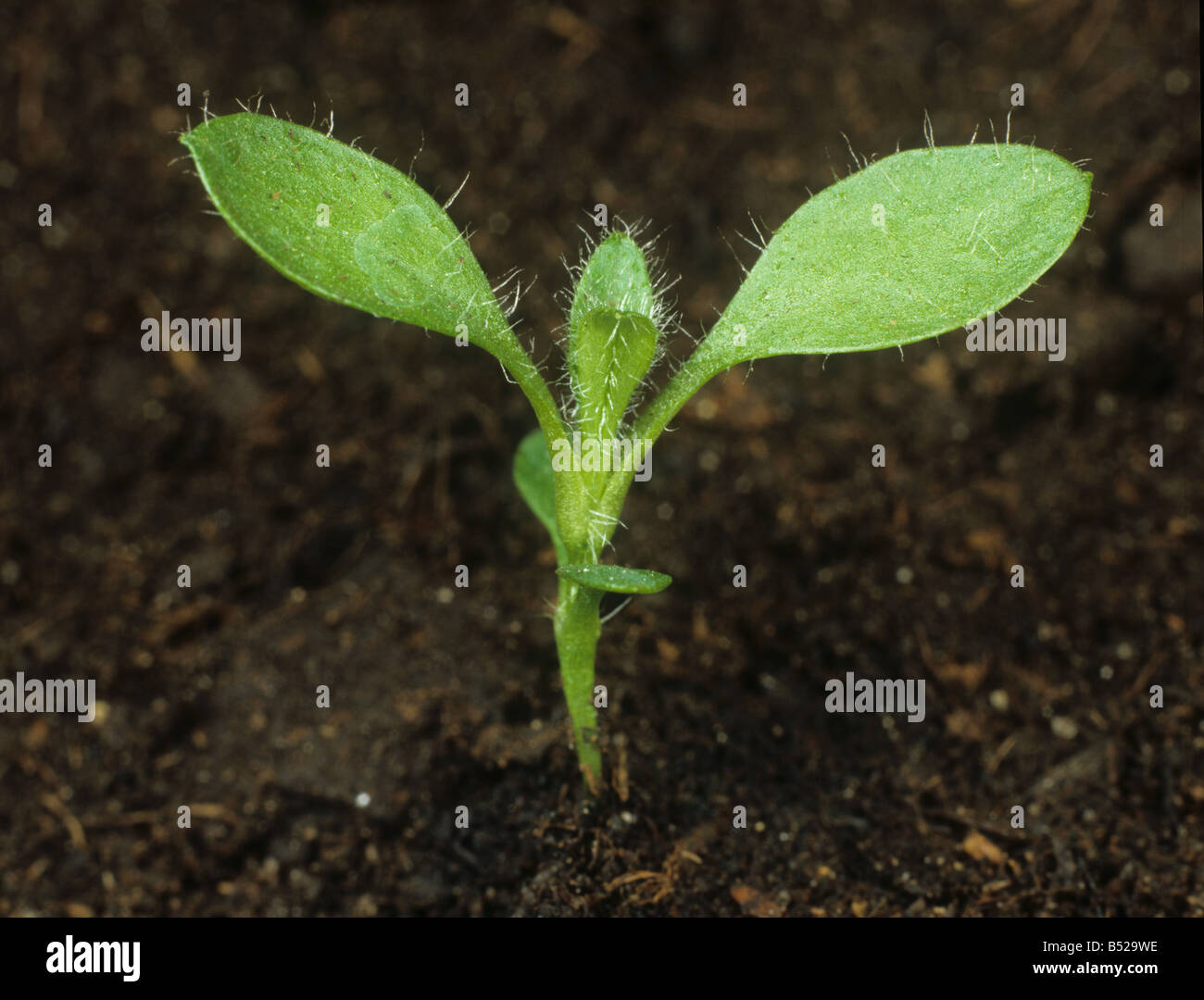 Common mouse ear Cerastium fontanum seedling with first true leaves Stock Photo