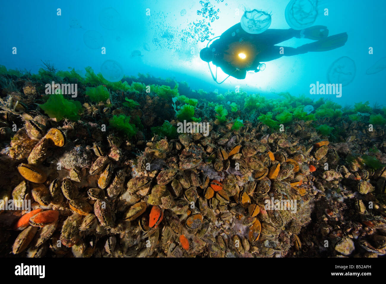 Blue Mussel Sport Ukraine Black Sea Filter Feeder Suspenion