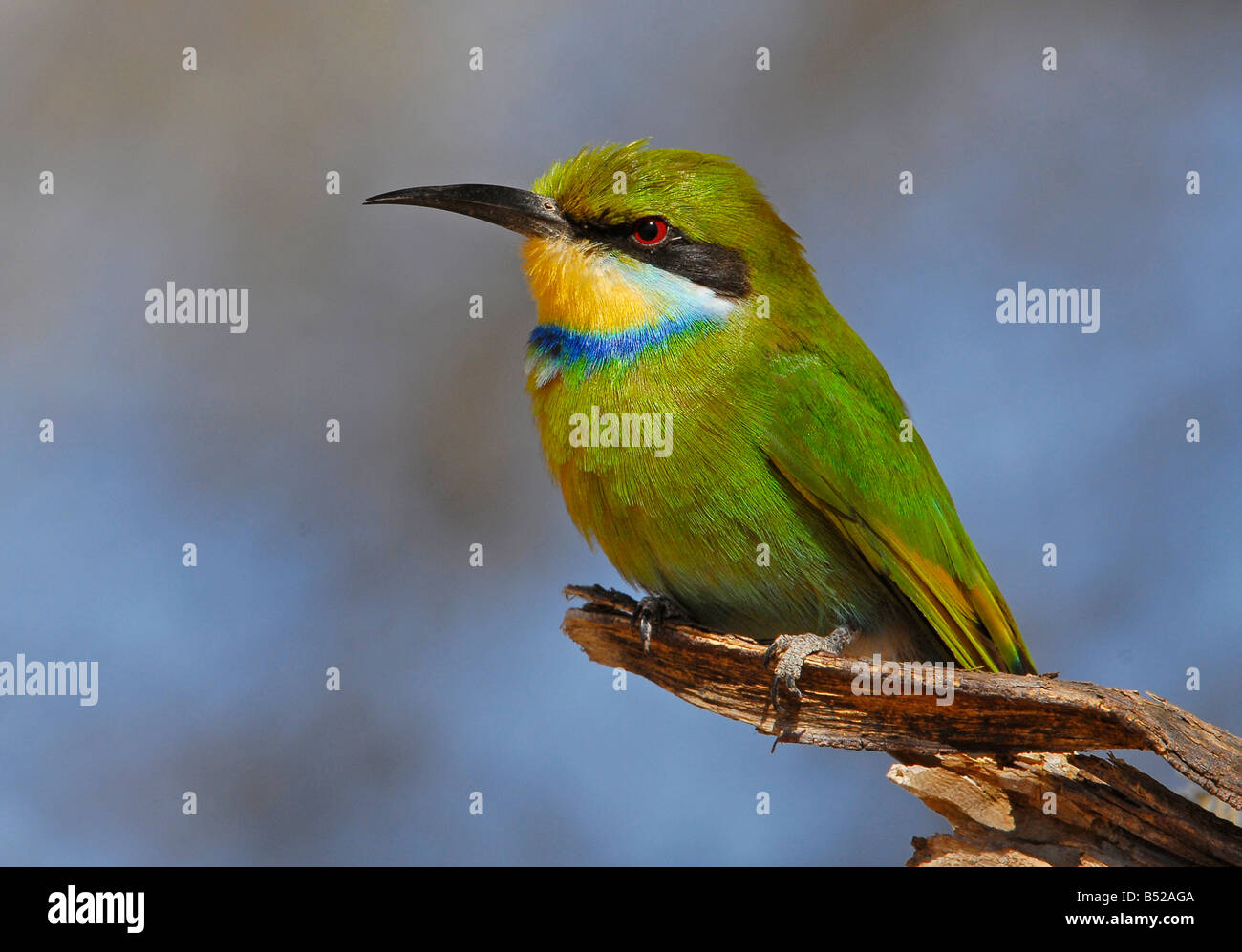 Swallow tailed bee-eater sitting on branch in Kgalagadi Transfrontier ...