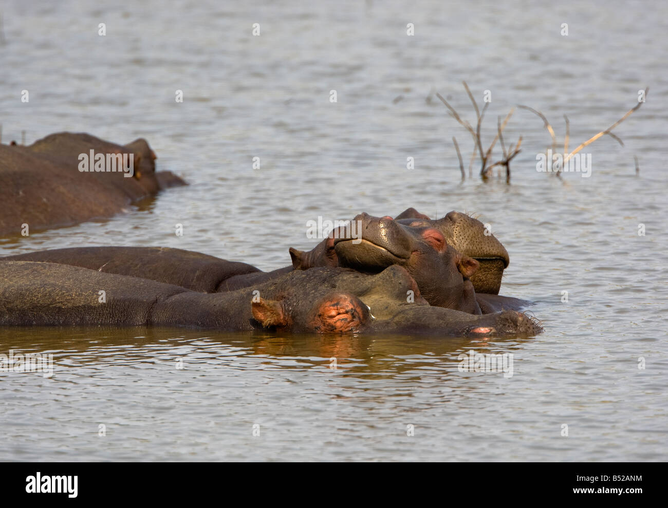 hippo sleeping Stock Photo