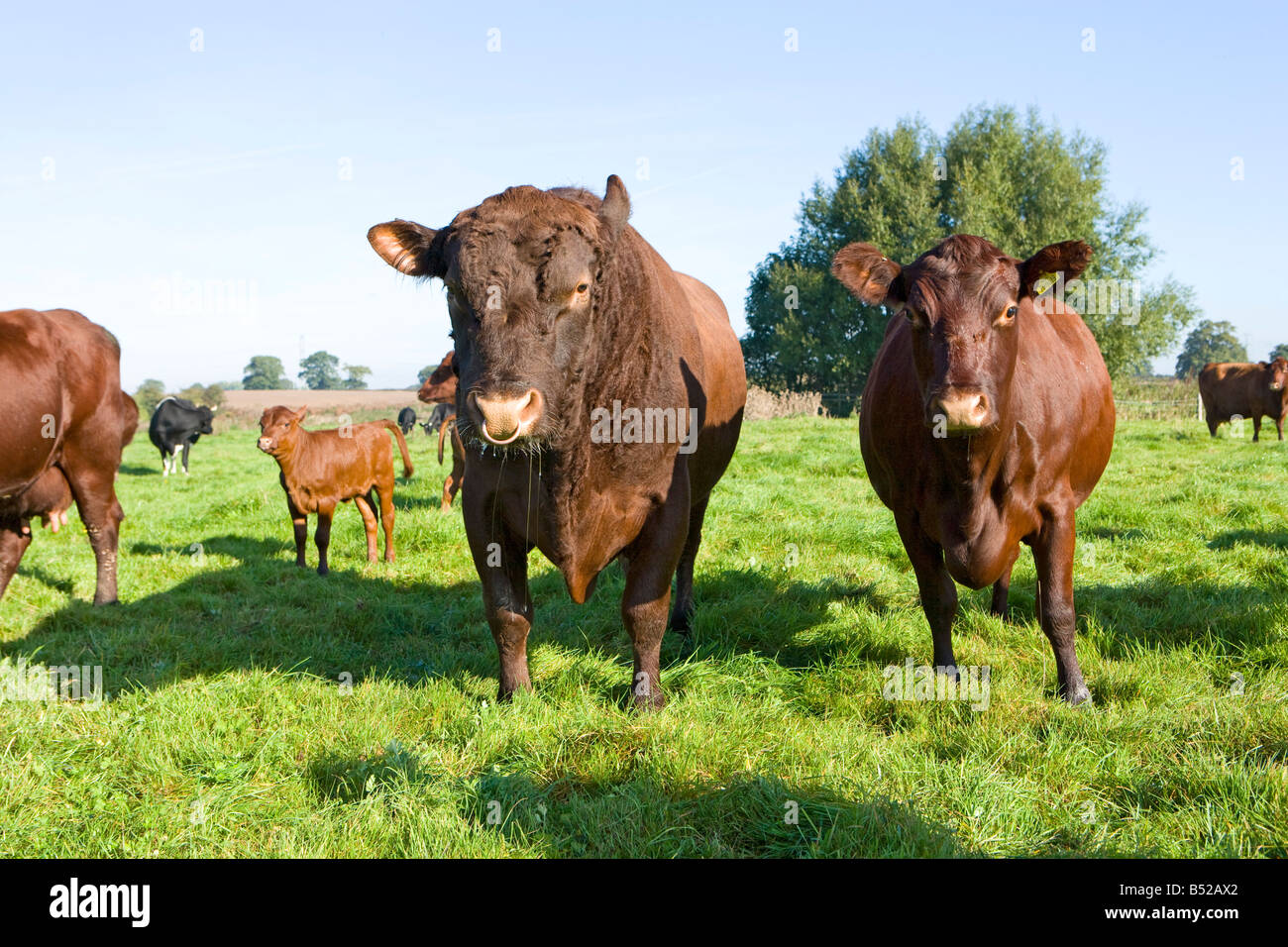Unique Red Cows Redpoll cattle. Rare breed cows Stock Photo - Alamy