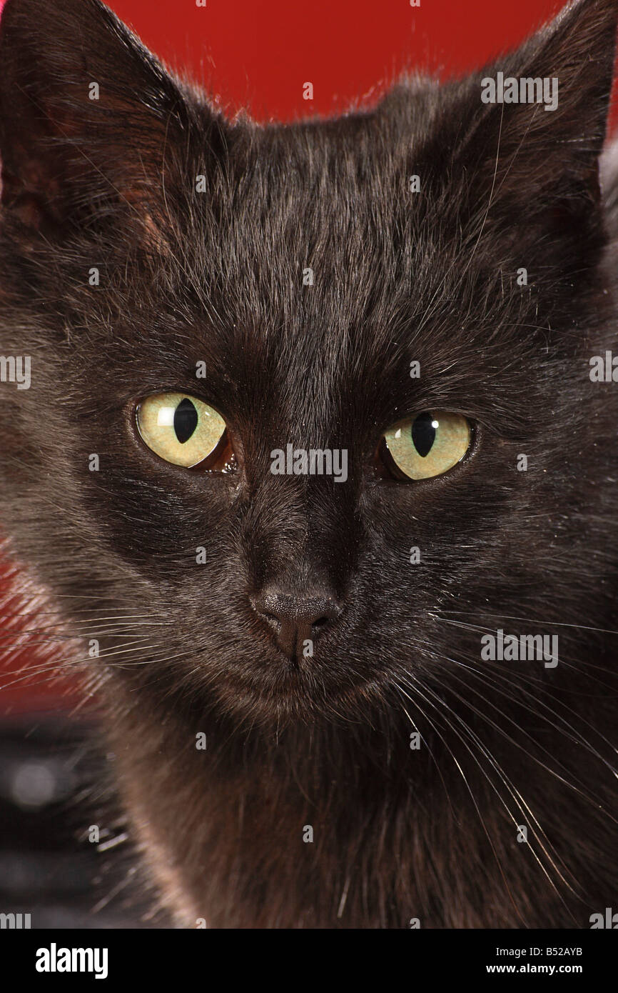 domestic cat - portrait Stock Photo - Alamy