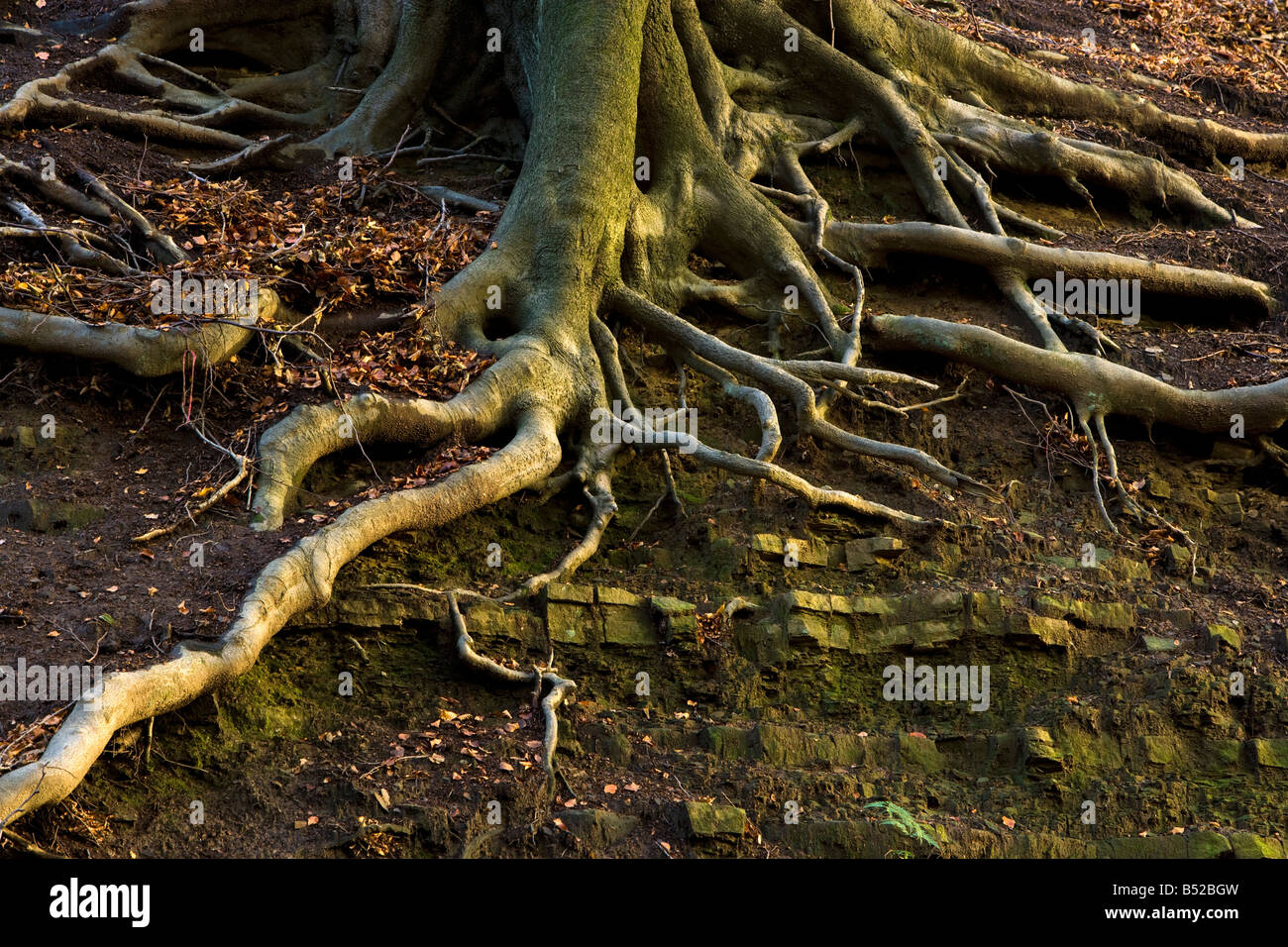 Tree roots hi-res stock photography and images - Alamy