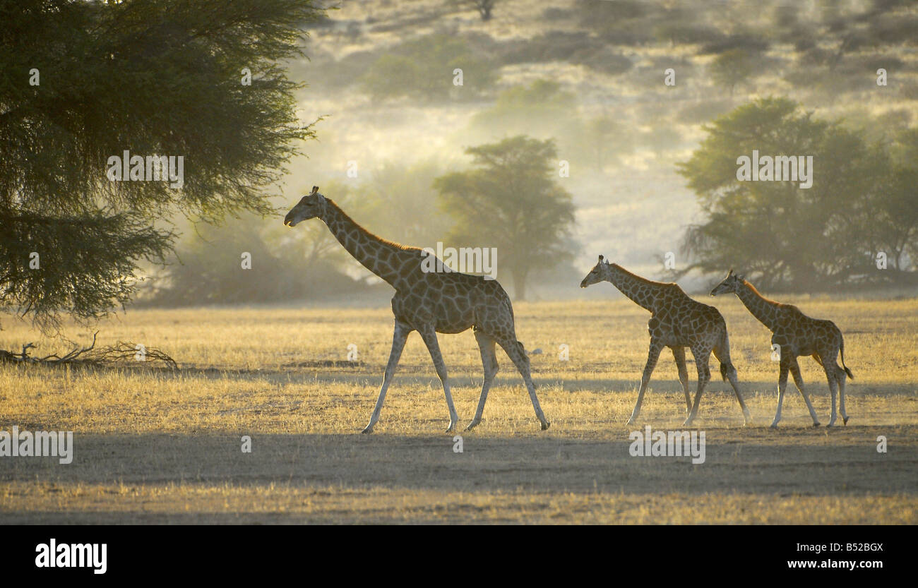 Giraffe family walking in dry Auob riverbed in Kgalagadi Transfrontier Park, South Africa. They were translocated from Etosha Stock Photo