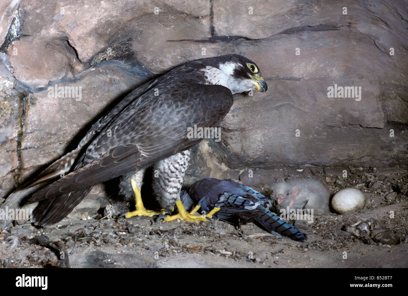 faucon pelerin Wanderf Wanderfalke Peregrine Falcon Falco peregrinus female with chicks at eyrie Africa Afrika animals Asia Asie Stock Photo