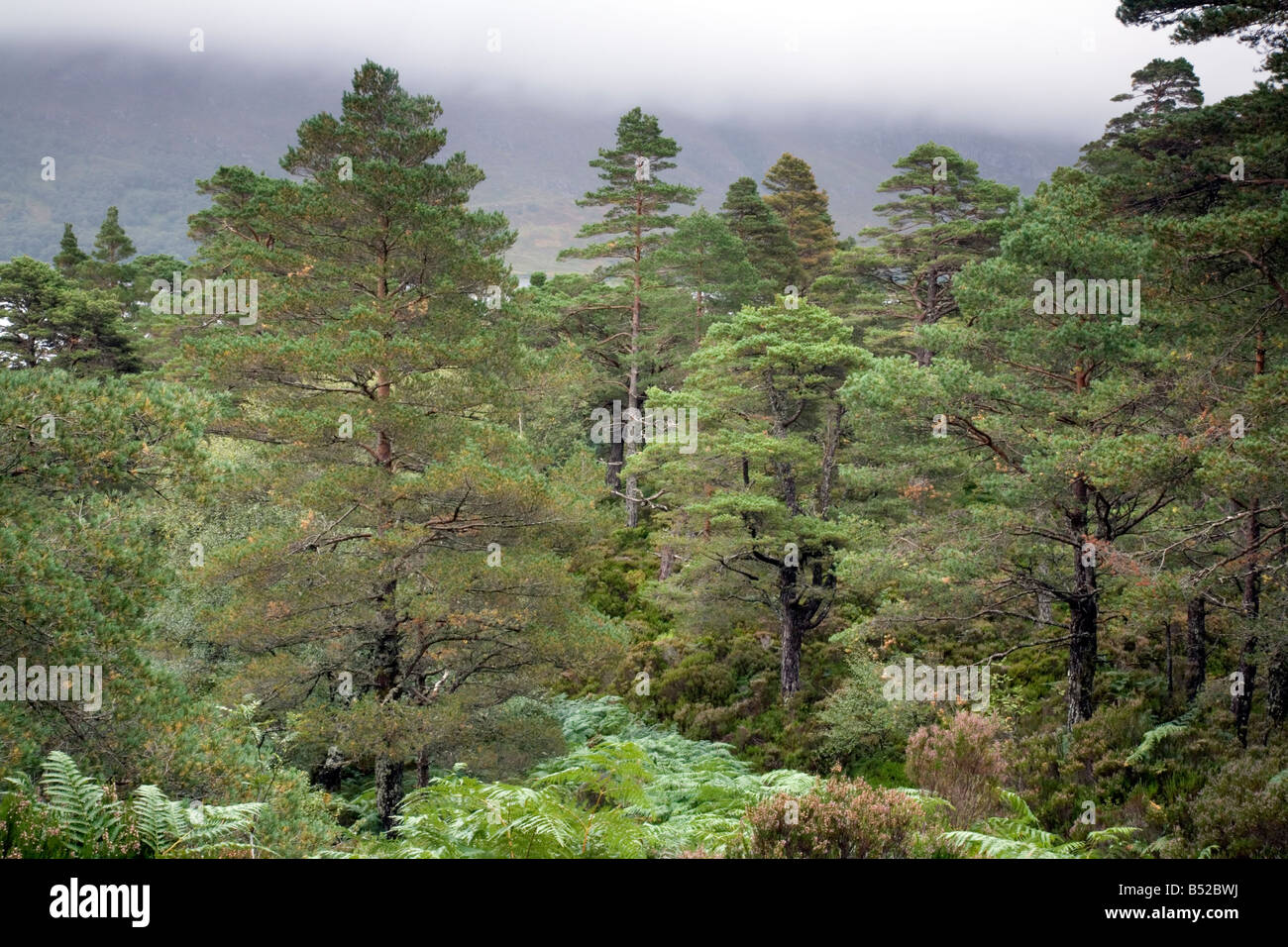 Caledonia pine forest on Beinn Eighe Stock Photo