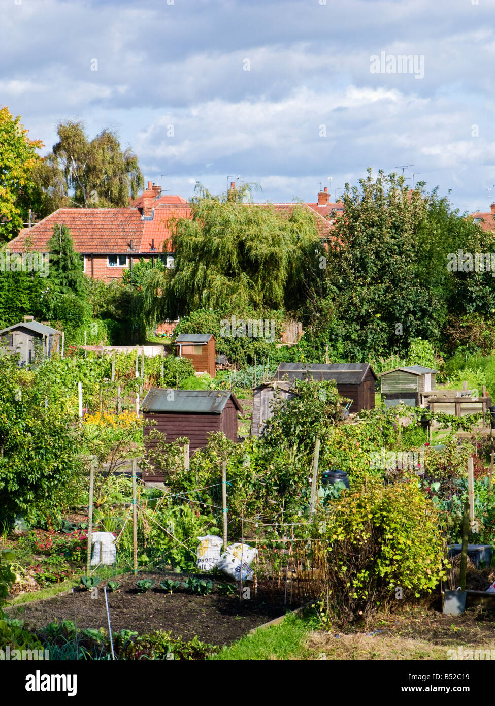Allotments, gardening plots and sheds, England, UK Stock Photo