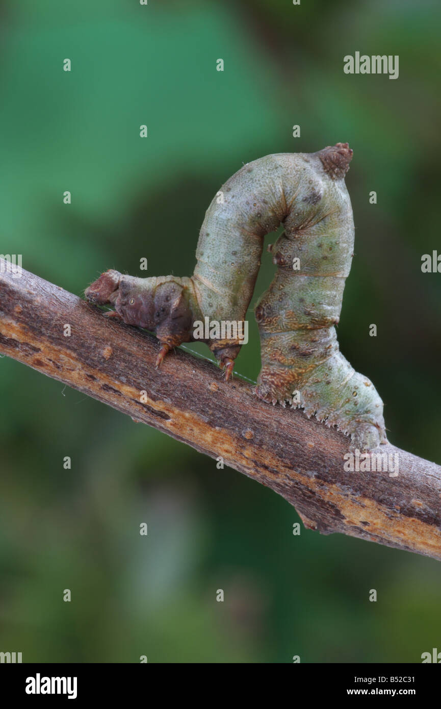 Brimstone Moth Larva - Opisthograptis luteolata Stock Photo