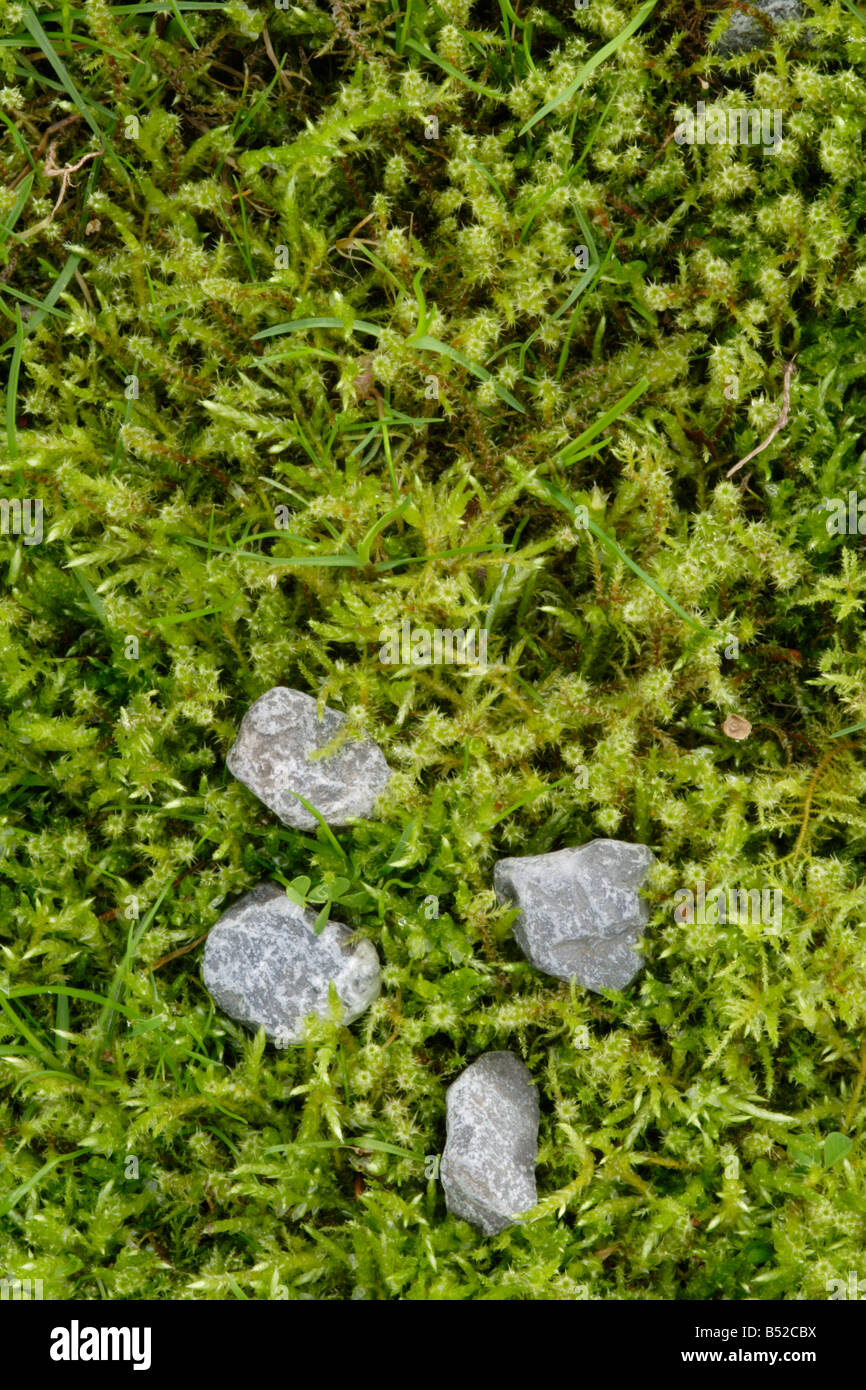 Small stones embedded in moss (Brachythecium rutabulum) Stock Photo