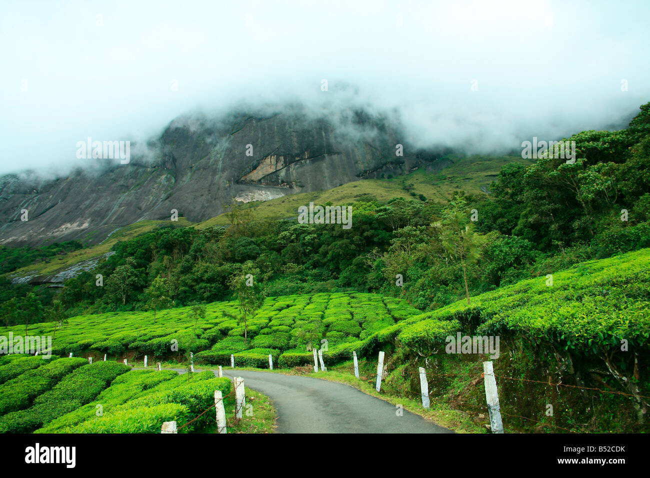 Tea Plantation or Tea estate or Tea Garden or Tea cultivation in Munnar