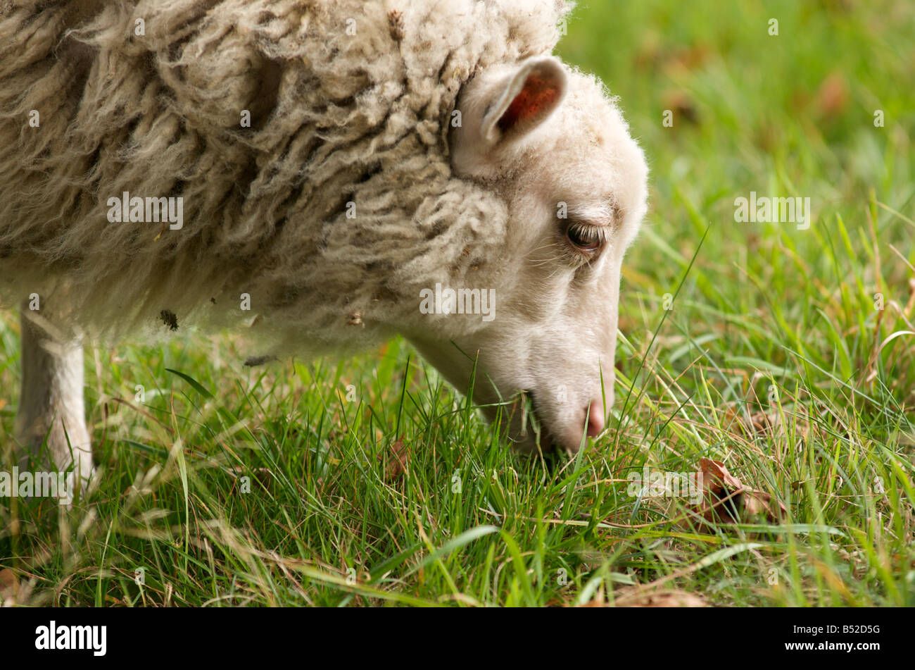 sheep grazing in a field Stock Photo - Alamy