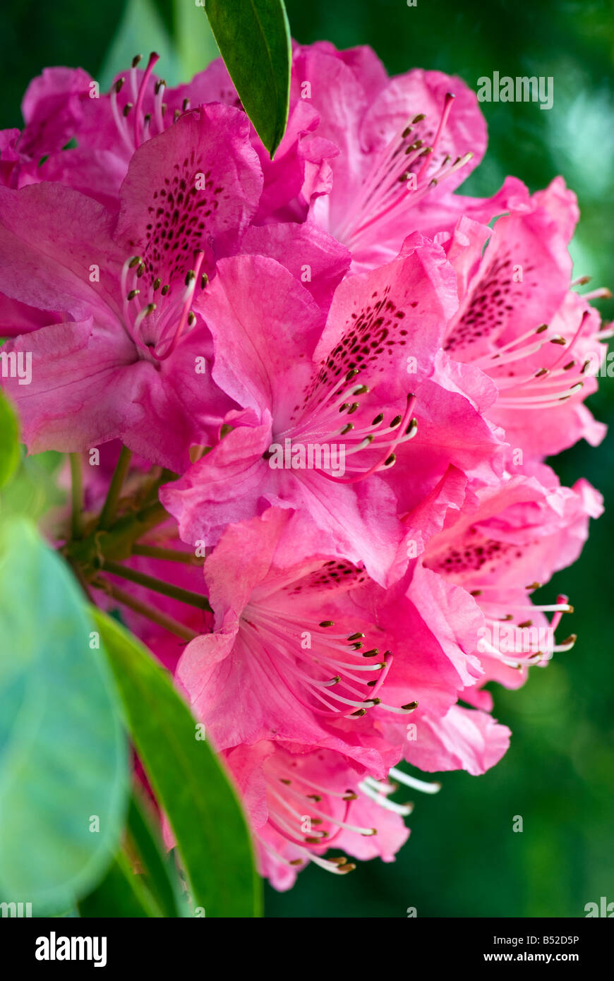 A fuchsia pink azalea in full bloom in Spring with stamens facing upwards Stock Photo