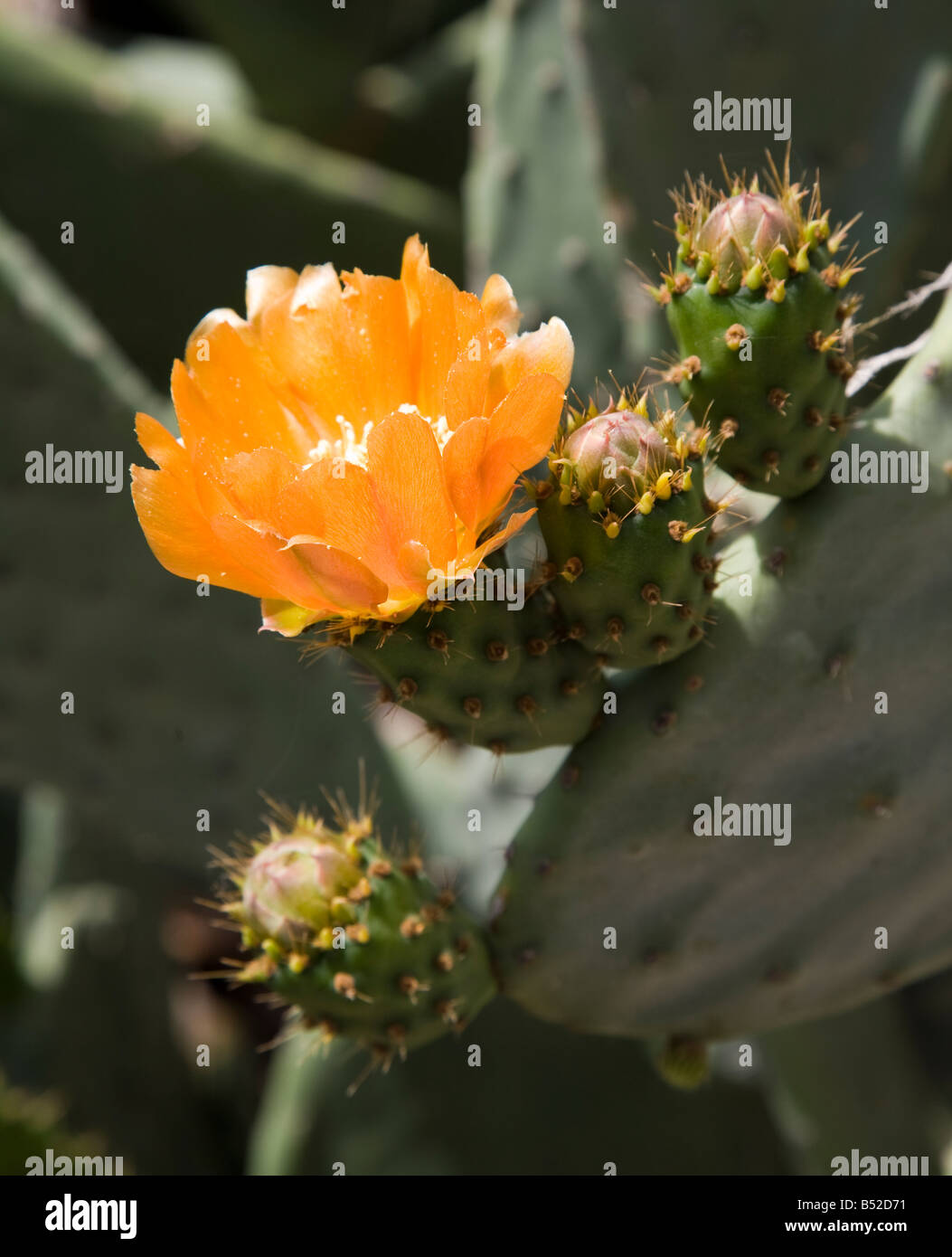 Prickly pear cactus (Opuntia) in flower Gran Canaria Spain Stock Photo