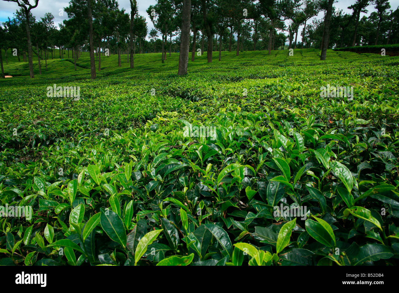 Tea Plantation or Tea estate or Tea Garden or Tea cultivation in Munnar