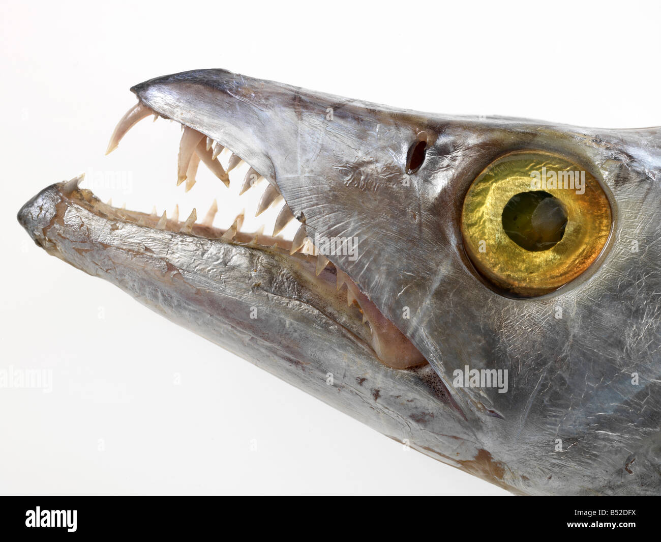 Ribbon fish hires stock photography and images Alamy