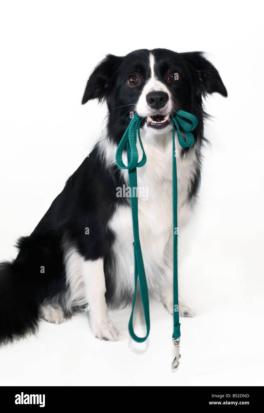 Border Collie holding a leash in its mouth Stock Photo