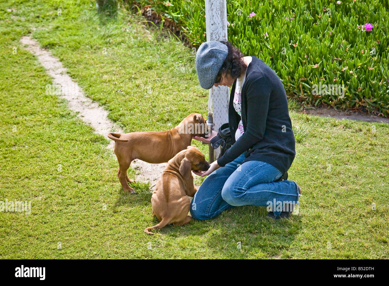 Woman rhodesian ridgeback hi-res stock photography and images - Alamy
