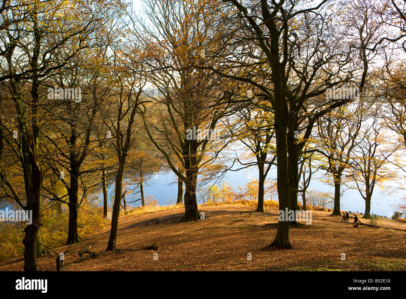 Walkers enjoying autumn in Anglezarke beech woodland by lake Stock Photo