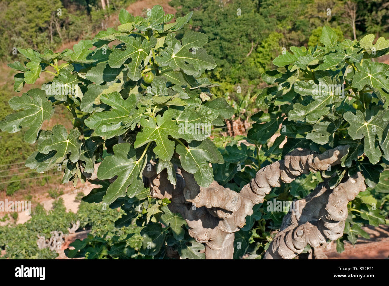Fig orchard Stock Photo 20338585 Alamy