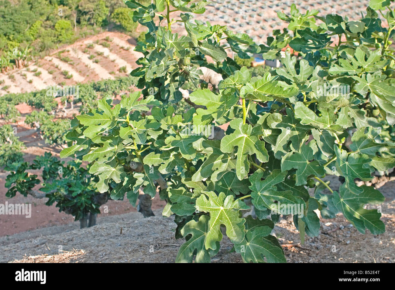 Fig orchard Stock Photo Alamy