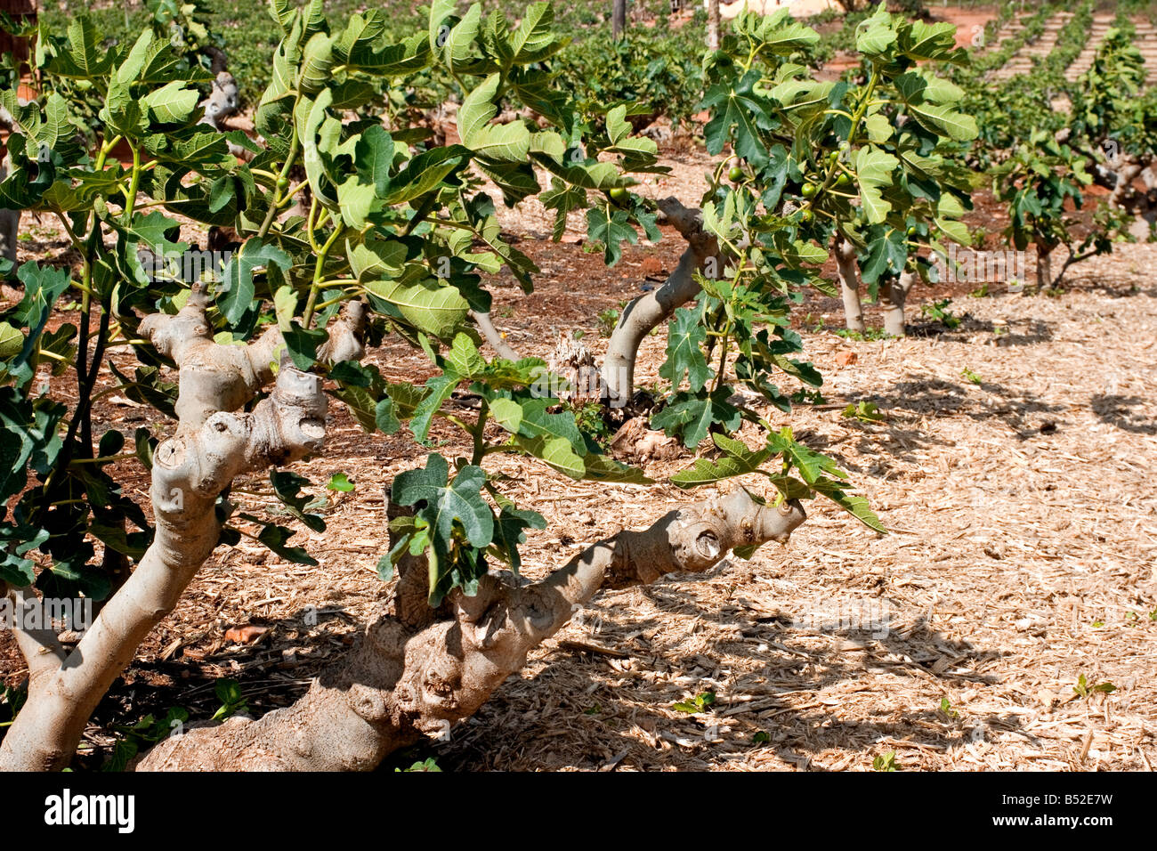 Fig Tree Plantation High Resolution Stock Photography and Images Alamy