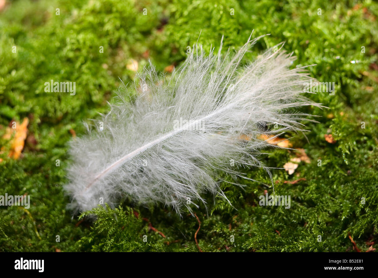 Downy feather on moss. Stock Photo