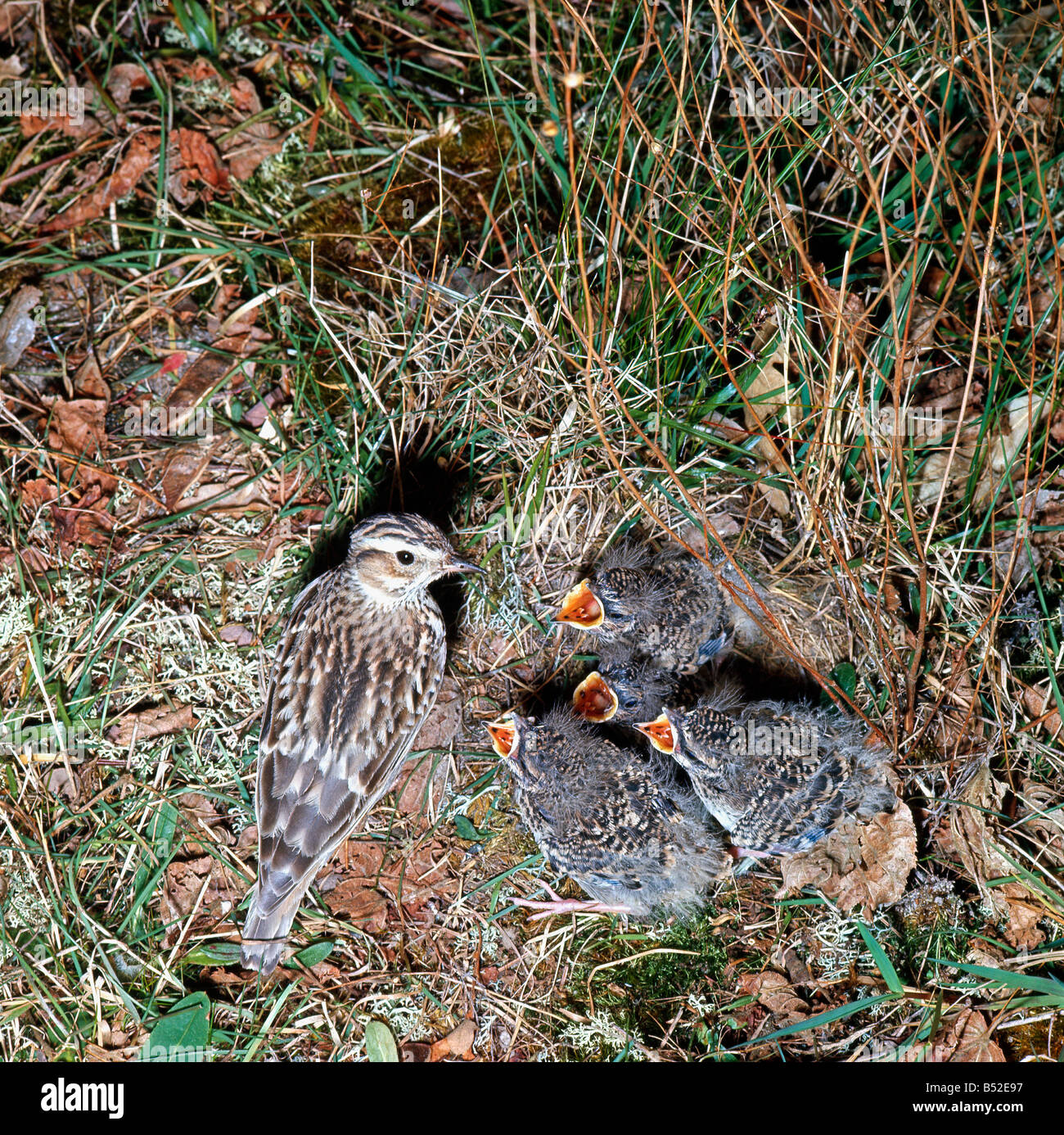 Skylark Alauda Arvensis Feeding Its Youngs Alouette Des Champs Alaudidae Alouette Des Champs Aves Europa Europe Lerchen Skylark Stock Photo Alamy Skylark Alauda Arvensis Feeding Its Youngs Alouette Des Champs Alaudidae Alouette Des Champs Aves Europa Europe Lerchen Skylark Stock Photo Alamy
