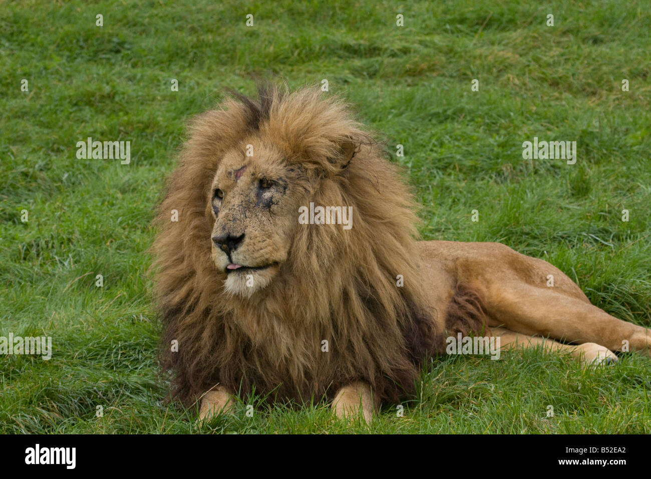 Male lion sitting watching hi-res stock photography and images - Alamy