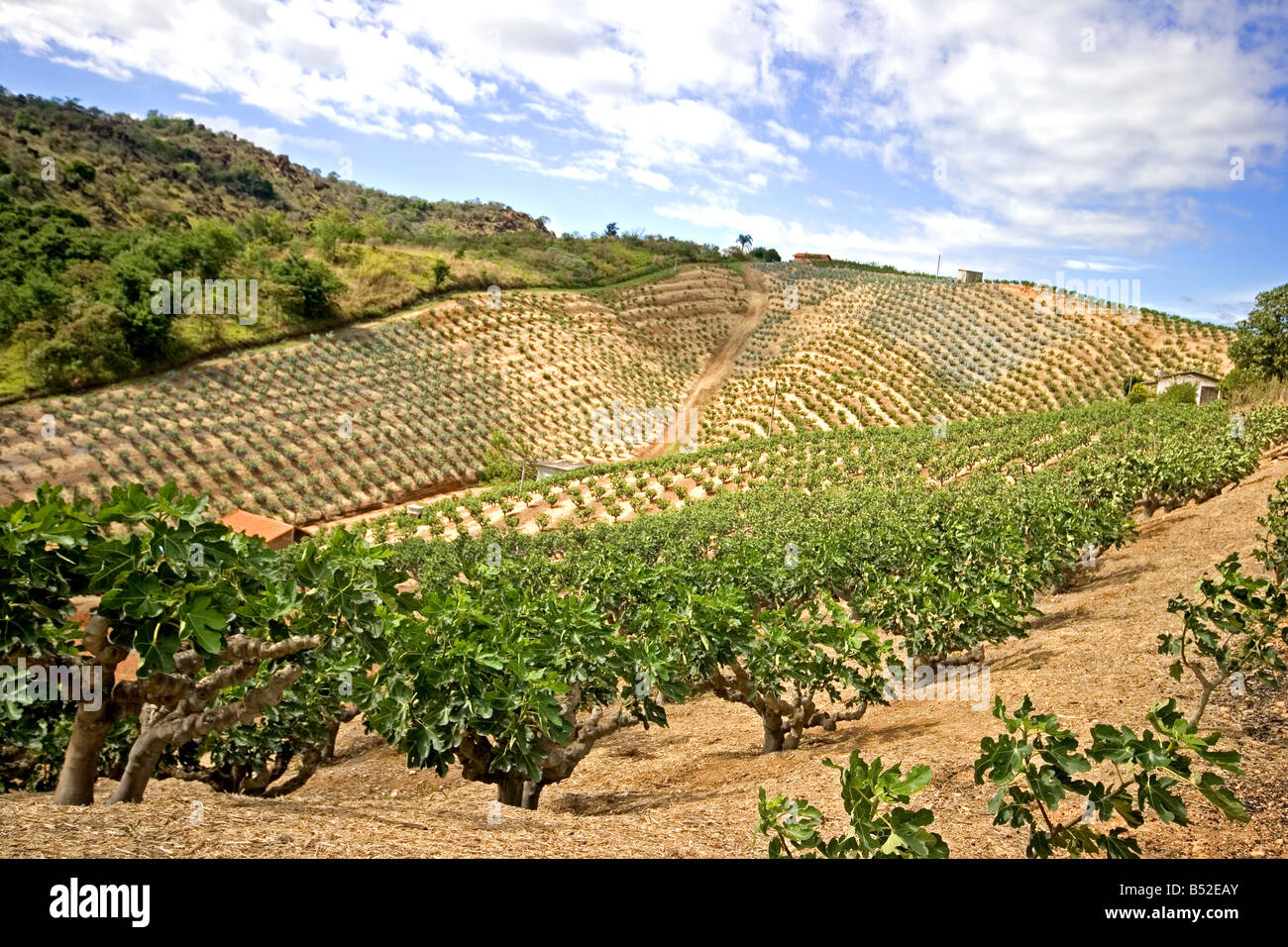 Fig farm Stock Photo Alamy