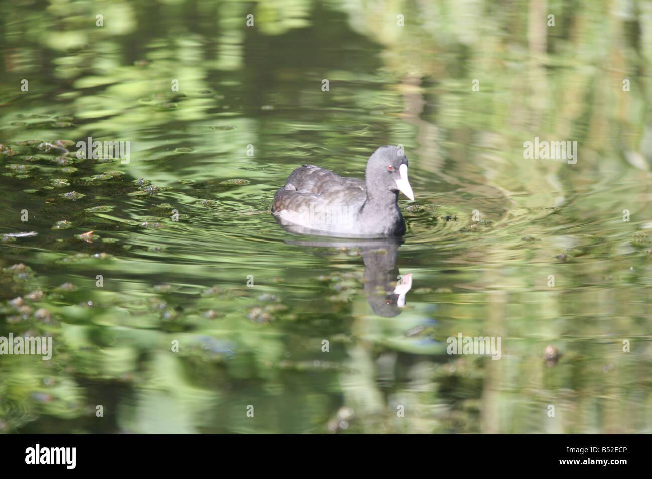 Eurasian Coot, or Common Coot, Fulica atra Stock Photo