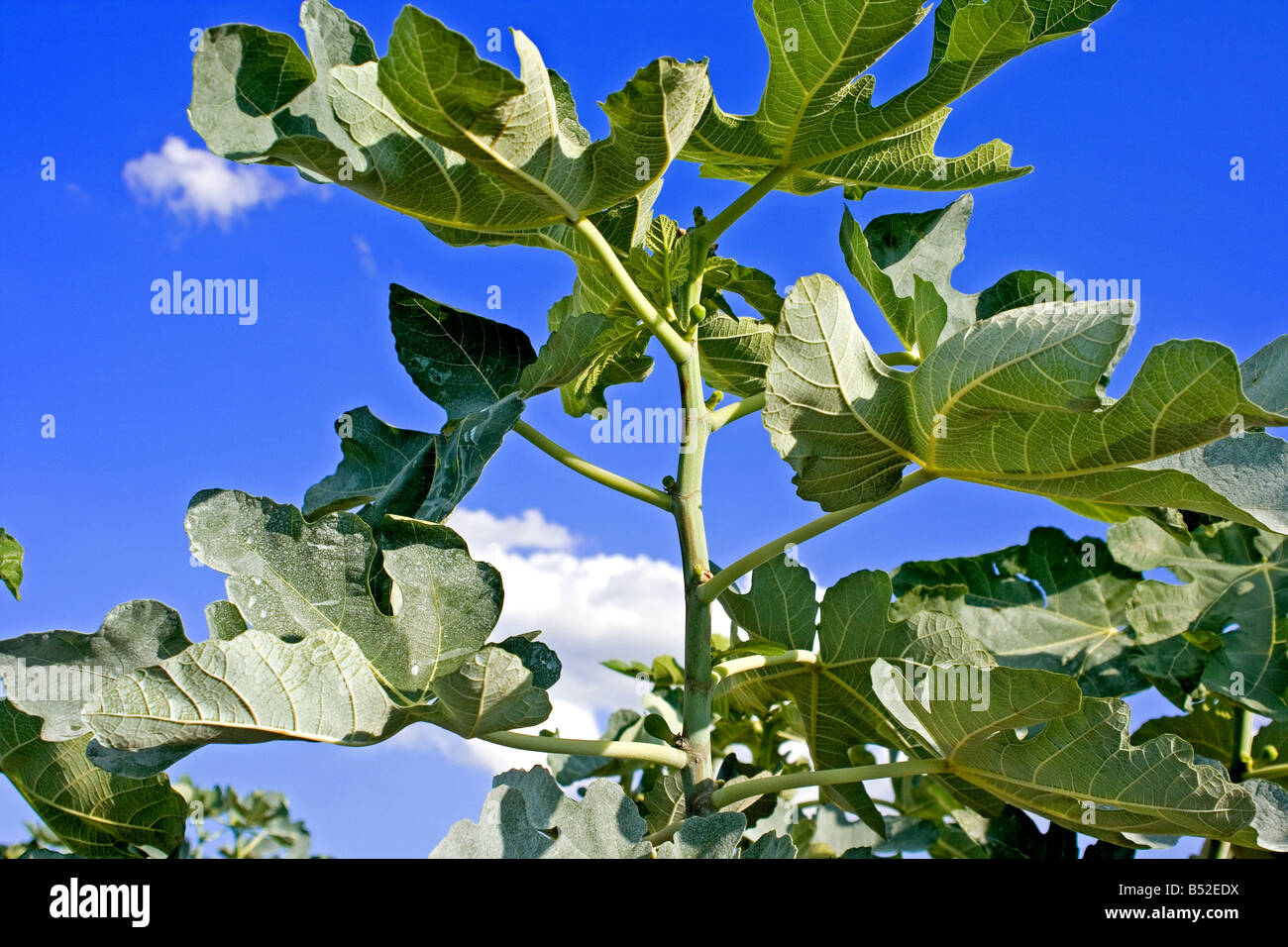 Fig tree Stock Photo Alamy